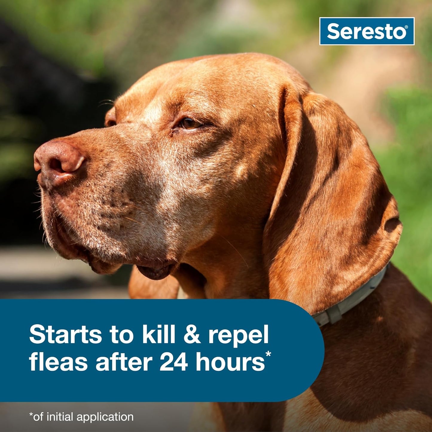 Seresto Flea & Tick Collar for Large Dogs | 8-Month Protection & Prevention | For Dogs Over 18 lbs