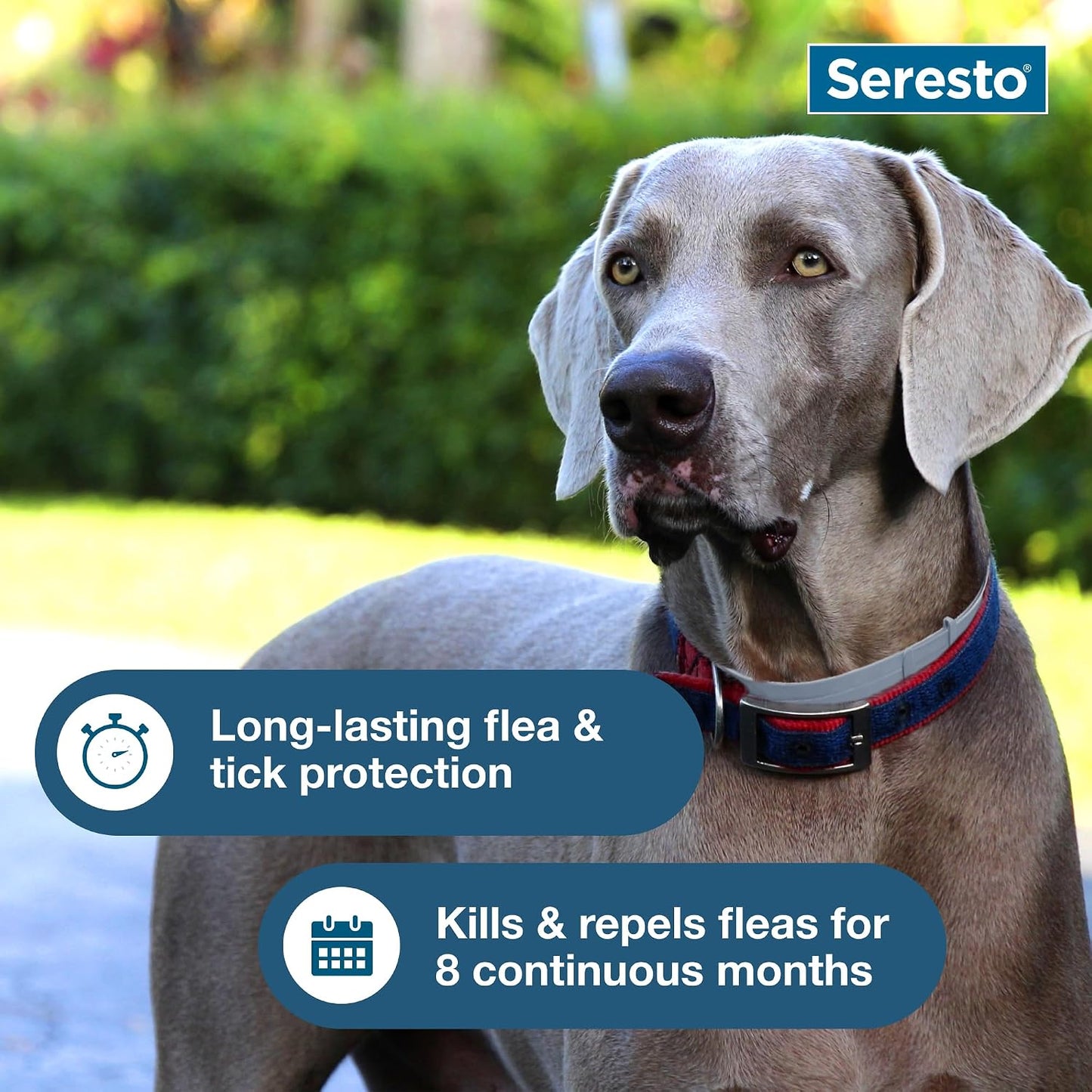 Seresto Flea & Tick Collar for Large Dogs | 8-Month Protection & Prevention | For Dogs Over 18 lbs